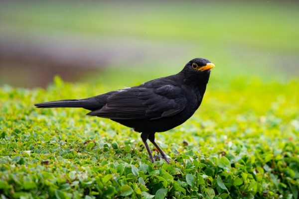 derek-braithwaite-6lsxfxDBid0-unsplash