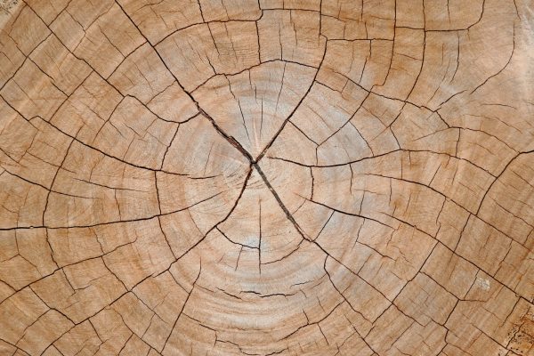 truong-tuyet-ly-pk1kriXWvUk-unsplash